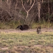 Tamandu&aacute;-bandeira com filhote escapa de cerco de tr&ecirc;s on&ccedil;as no Pantanal