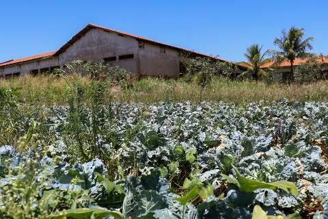 Agricultor mant&eacute;m horta em &aacute;rea de escola que nunca foi conclu&iacute;da