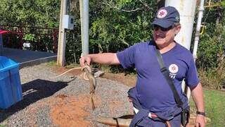 Cobra se esconde no capô de ambulância do Samu durante socorro na área rural Cobra se esconde no capô de ambulância do Samu durante socorro na área rural