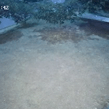Clar&atilde;o e estrondo surpreendem moradores de Caracol durante chuva de meteoros