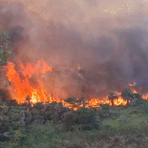 Inc&ecirc;ndio &agrave;s margens do Rio Paraguai amea&ccedil;a &aacute;rea casas em Corumb&aacute;
