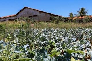 Agricultor mantém horta por décadas, em área de escola que nunca foi concluída Agricultor mantém horta por décadas, em área de escola que nunca foi concluída