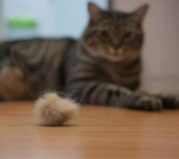 Pelo de gato para todo lado? Saiba quando acender o sinal de alerta