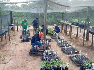 Jovens ind&iacute;genas trabalham para reflorestar aldeia no Pantanal