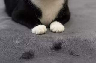 Pelo de gato para todo lado? Saiba quando acender o sinal de alerta