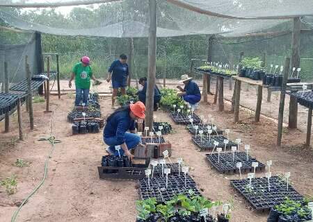 Jovens ind&iacute;genas trabalham para reflorestar aldeia no Pantanal