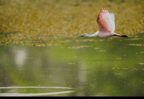 On&ccedil;afari e UCDB recebem R$ 1,4 mil da Lei do Pantanal para combater fogo