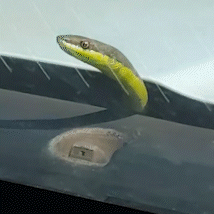 Cobra se esconde no cap&ocirc; de ambul&acirc;ncia do Samu durante socorro na &aacute;rea rural