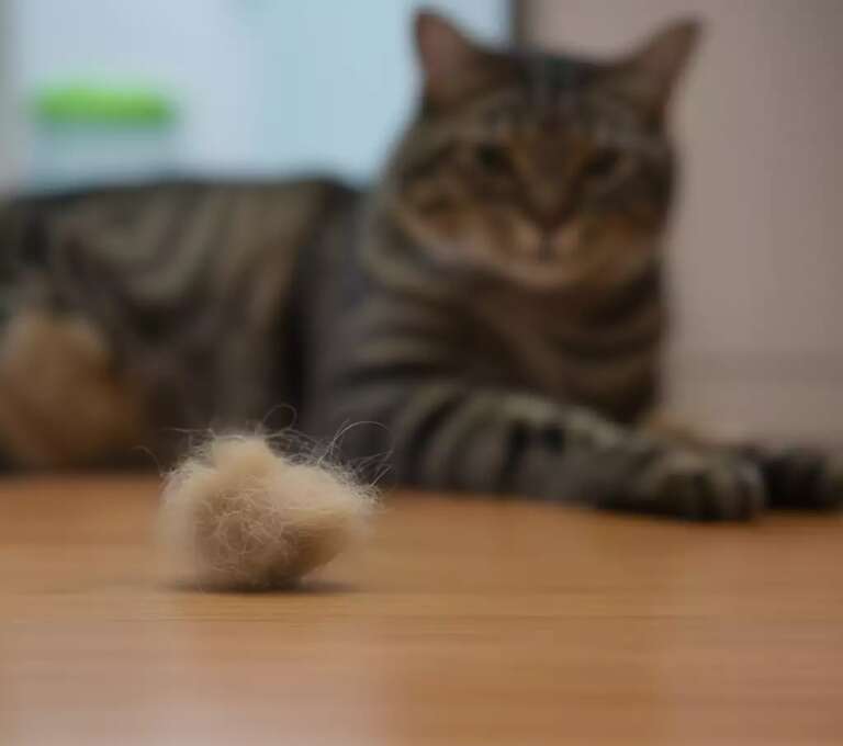 Pelo de gato para todo lado? Saiba quando acender o sinal de alerta