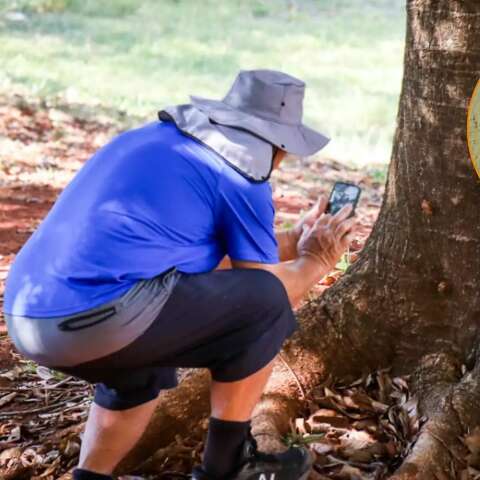 Canto de amor das cigarras transforma manh&atilde;s no Parque das Na&ccedil;&otilde;es Ind&iacute;genas 