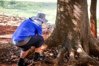 Canto de amor das cigarras transforma manhãs no Parque das Nações Indígenas  Canto de amor das cigarras transforma manhãs no Parque das Nações Indígenas