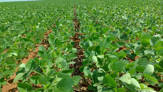 Maracaju lidera cultivo de soja com 374 mil hectares plantados