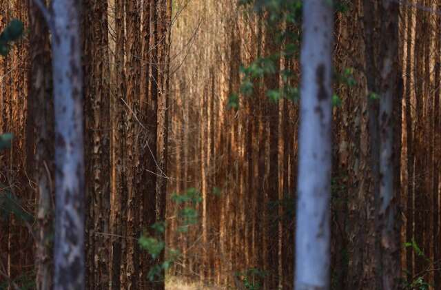 MS projeta crescimento de 40% na base florestal até 2028