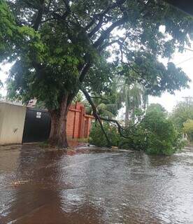 Chuva rápida e forte causa alagamentos no Santo Amaro e queda de árvore Chuva rápida e forte causa alagamentos no Santo Amaro e queda de árvore