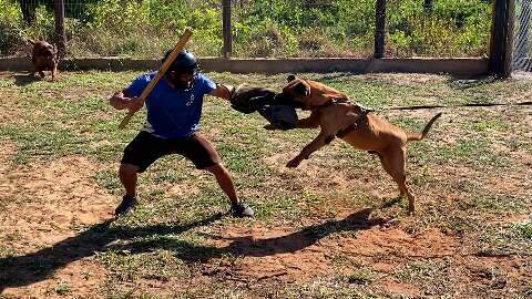 Primeira raça canina nacional, Fila Brasileiro brilha em exposição inédita Primeira raça canina nacional, Fila Brasileiro brilha em exposição inédita