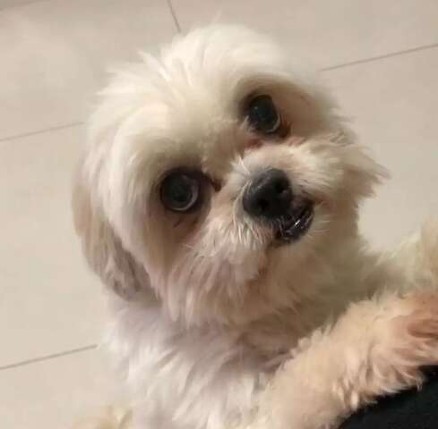 Há 11 anos com tutora, cadela Amora some após escapar por vão no portão