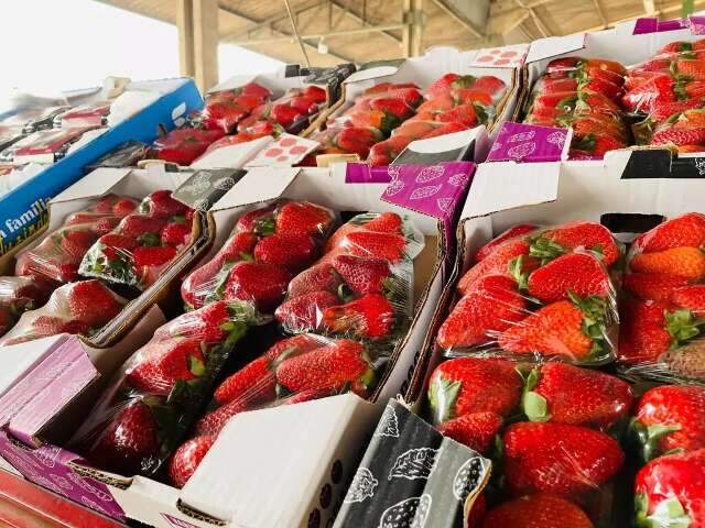 Após meses em queda, preço do morango sobe 20% na Ceasa