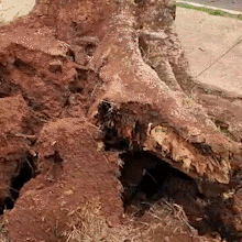 Ap&oacute;s chuvarada, &aacute;rvore fica pendurada em fia&ccedil;&atilde;o na Av. Duque de Caxias