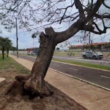 Após chuvarada, árvore fica pendurada em fiação na Av. Duque de Caxias Após chuvarada, árvore fica pendurada em fiação na Av. Duque de Caxias