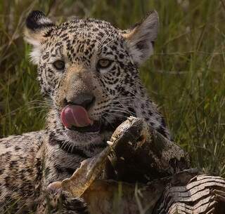 Filhote de onça devora jacaré enquanto cervo passa despercebido Filhote de onça devora jacaré enquanto cervo passa despercebido