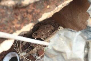 Famílias adiantam homenagens a finados com limpeza nos cemitérios Famílias adiantam homenagens a finados com limpeza nos cemitérios