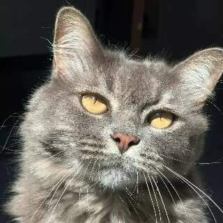 Lili desaparece no Los Angeles e tutor pede ajuda para encontrá-la Lili desaparece no Los Angeles e tutor pede ajuda para encontrá-la