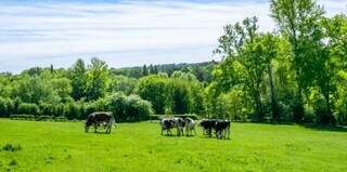 &Aacute;reas de preserva&ccedil;&atilde;o ficam fora da pequena propriedade rural