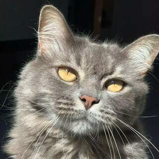 Lili desaparece no Los Angeles e tutor pede ajuda para encontrá-la Lili desaparece no Los Angeles e tutor pede ajuda para encontrá-la