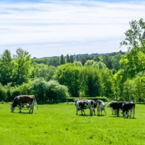 Áreas de preservação ficam fora da pequena propriedade rural
