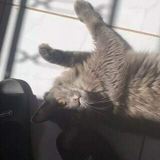 Lili desaparece no Los Angeles e tutor pede ajuda para encontrá-la Lili desaparece no Los Angeles e tutor pede ajuda para encontrá-la