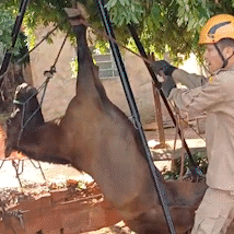Cavalo &eacute; salvo ap&oacute;s cair em fossa de dois metros de profundidade