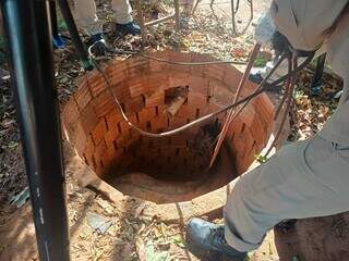 Cavalo é salvo após cair em fossa de dois metros de profundidade Cavalo é salvo após cair em fossa de dois metros de profundidade