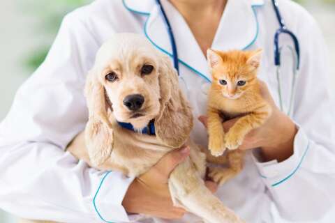 Campanhas de preven&ccedil;&atilde;o para pets podem integrar calend&aacute;rio oficial de MS