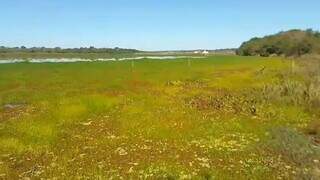 Usina libera água no Rio Pardo para dispersar tapete de plantas Usina libera água no Rio Pardo para dispersar tapete de plantas