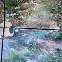 Drone flagra morador colocando fogo em lixo em matagal  em Corumb&aacute;