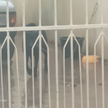 Cadela é deixada presa na chuva e vizinhos denunciam maus-tratos Cadela é deixada presa na chuva e vizinhos denunciam maus-tratos