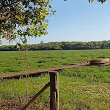 Usina libera água no Rio Pardo para dispersar tapete de plantas Usina libera água no Rio Pardo para dispersar tapete de plantas
