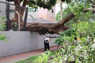 Pé de manga cai e bloqueia trecho da Rua Arthur Jorge Pé de manga cai e bloqueia trecho da Rua Arthur Jorge
