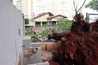 Pé de manga cai e bloqueia trecho da Rua Arthur Jorge Pé de manga cai e bloqueia trecho da Rua Arthur Jorge