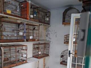 Operação em MS e mais 10 estados combate redes de tráfico de animais silvestres Operação em MS e mais 10 estados combate redes de tráfico de animais silvestres