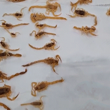 Morador chama dedetizadora e descobre “colônia” com mais de 100 escorpiões Morador chama dedetizadora e descobre “colônia” com mais de 100 escorpiões