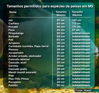 Nos últimos dias de pesca liberada, peixes já sobem para cabeceiras Nos últimos dias de pesca liberada, peixes já sobem para cabeceiras