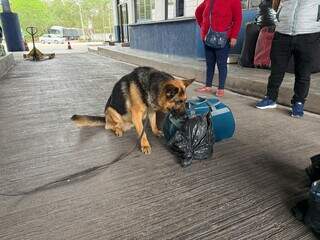 Oito bolivianos s&atilde;o flagrados com 645 c&aacute;psulas de coca&iacute;na no est&ocirc;mago