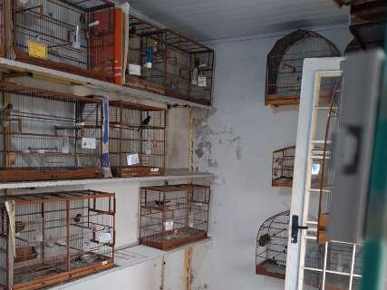 Operação em MS e mais 10 estados combate redes de tráfico de animais silvestres Operação em MS e mais 10 estados combate redes de tráfico de animais silvestres