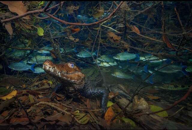 Foto de vida selvagem em Jardim leva prêmio mundial