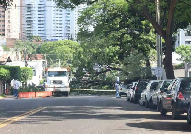 Pé de manga cai e bloqueia trecho da Rua Arthur Jorge