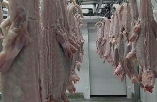 Sustentável e tecnológica, produção de jacaré do Pantanal entra em menu famoso Sustentável e tecnológica, produção de jacaré do Pantanal entra em menu famoso