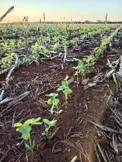 Chuvas irregulares atrasam plantio e afetam início das lavouras de soja em MS Chuvas irregulares atrasam plantio e afetam início das lavouras de soja em MS