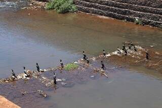Obras sem fim prejudicam água, mas espécies teimam em sobreviver no Anhanduí Obras sem fim prejudicam água, mas espécies teimam em sobreviver no Anhanduí