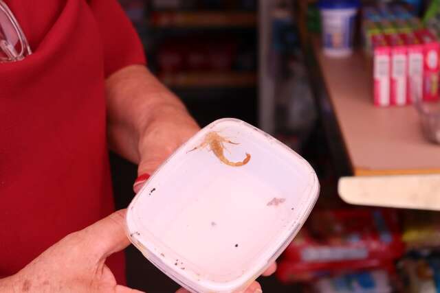 Prefeitura nega col&ocirc;nia de escorpi&otilde;es e diz que animais s&atilde;o &quot;cole&ccedil;&atilde;o&quot; de morador